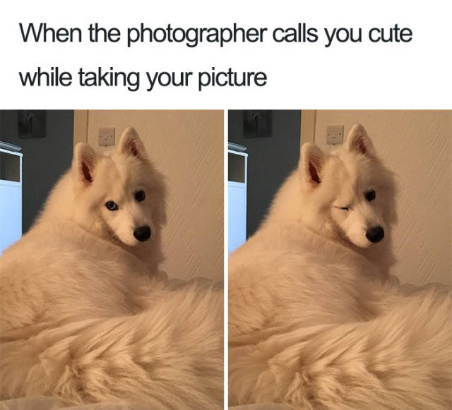 Dogs Bring You The Furriest Memes!