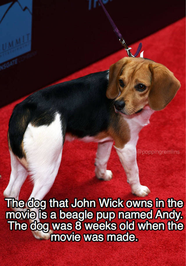 Murderous Facts About “John Wick”