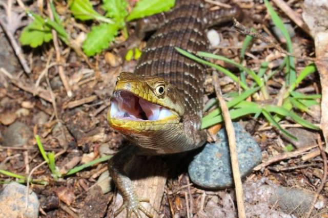 What If A Lizard Burrowed Right Into Your Freaking Leg?!