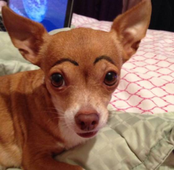 Funny Picdump