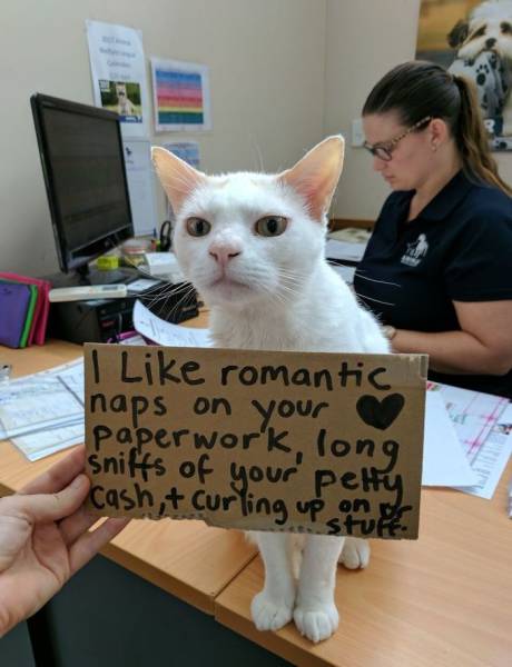 This Cat Had An Unusual Way Of Getting Adopted Faster