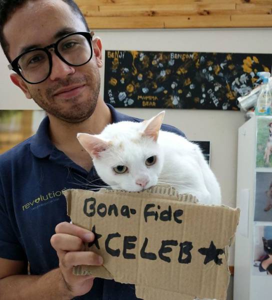 This Cat Had An Unusual Way Of Getting Adopted Faster