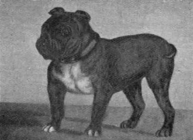 There Were So Many Awesome Dog Breeds That Are Sadly No More