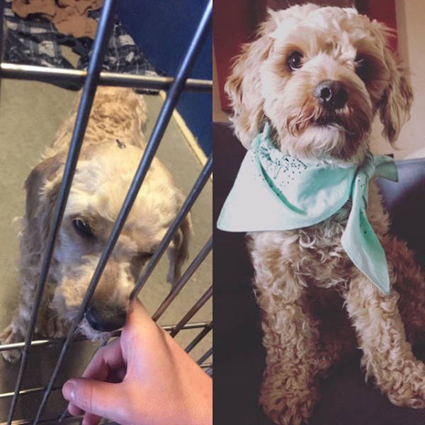 The Difference Between Animals Before And After They Were Adopted Is Something Everyone Should See