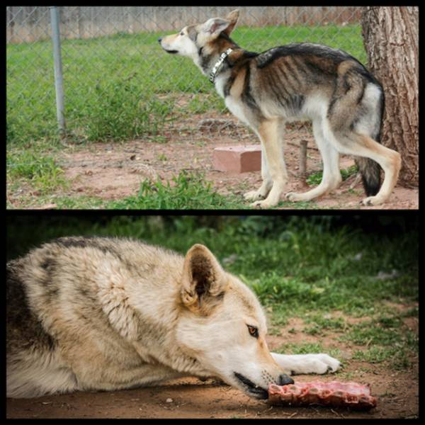 The Difference Between Animals Before And After They Were Adopted Is Something Everyone Should See