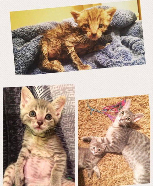 The Difference Between Animals Before And After They Were Adopted Is Something Everyone Should See