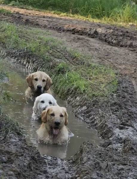 This Is Why Dogs Shouldn’t Go Nowhere Near Any Mud. Or Should