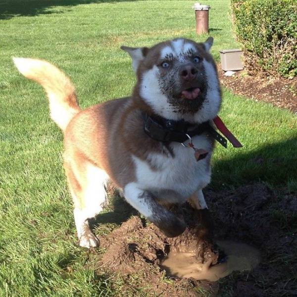 This Is Why Dogs Shouldn’t Go Nowhere Near Any Mud. Or Should