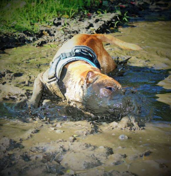 This Is Why Dogs Shouldn’t Go Nowhere Near Any Mud. Or Should