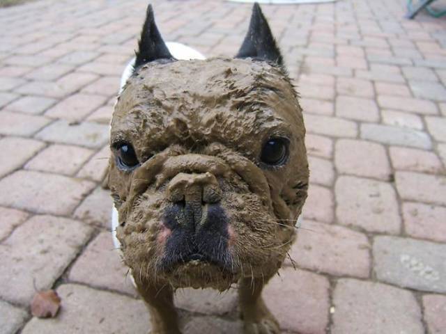 This Is Why Dogs Shouldn’t Go Nowhere Near Any Mud. Or Should