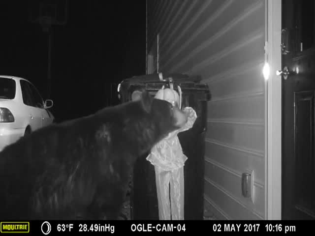 That Bear Is Never Eating Trash Or Doing Anything In This Neighborhood Again