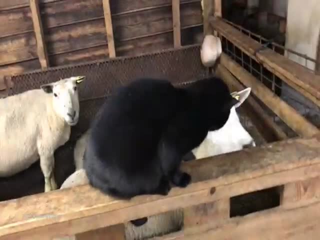 That Cat Had To Know Better Not To Mess With Sheep