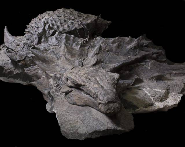 The Most Insanely Lifelike Dinosaur Fossil Can Be Seen By Everyone Now!