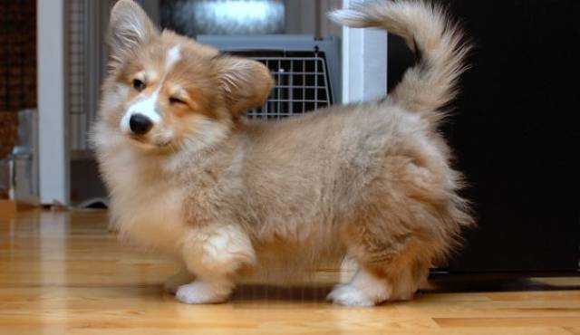 Corgis Can Be Even More Adorable When Mixed With Other Dog Breeds