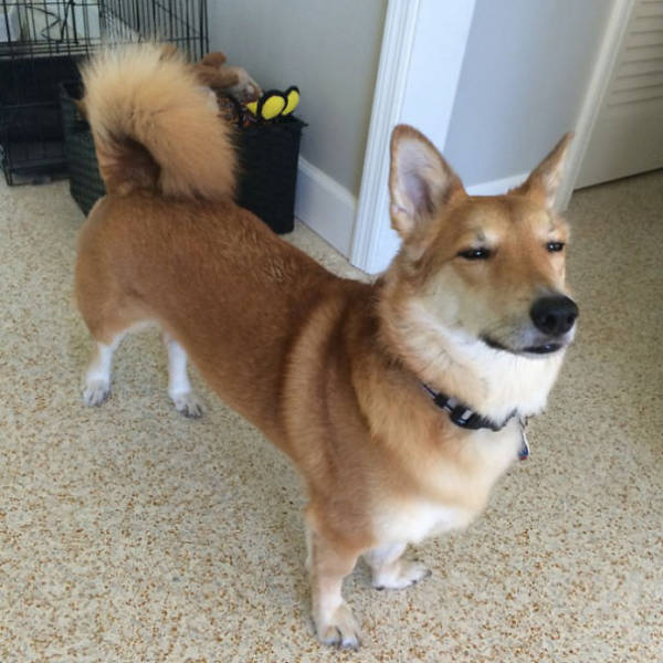 Corgis Can Be Even More Adorable When Mixed With Other Dog Breeds