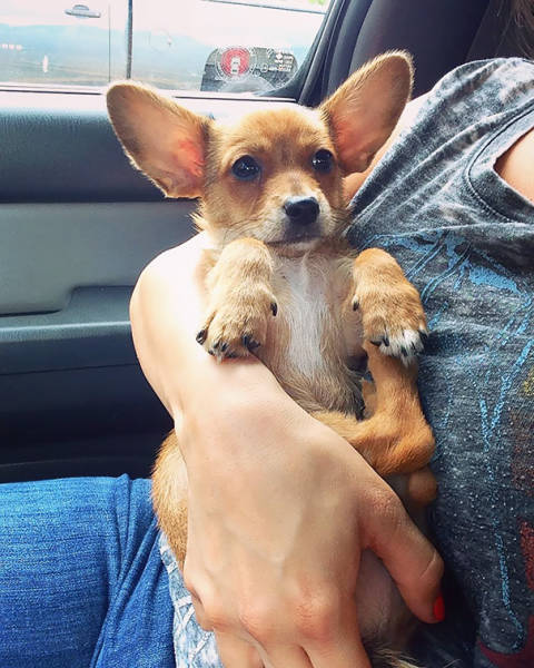 Corgis Can Be Even More Adorable When Mixed With Other Dog Breeds