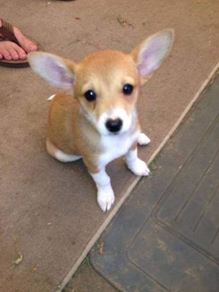 Corgis Can Be Even More Adorable When Mixed With Other Dog Breeds