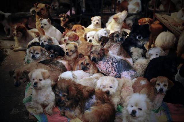 Finally, There Will Be No More Dog Meat At China’s Biggest Dog-Eating Festival!