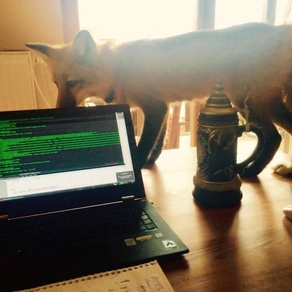 This Adorable Fox Was Saved From A Certain Death And Now Has Lots Of New Friends