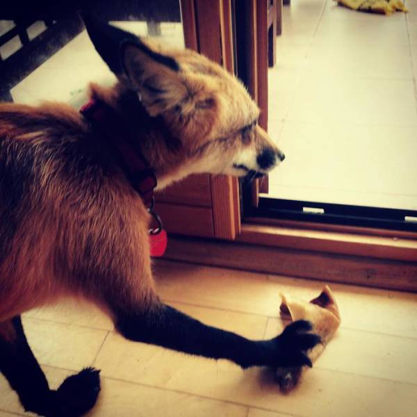 This Adorable Fox Was Saved From A Certain Death And Now Has Lots Of New Friends