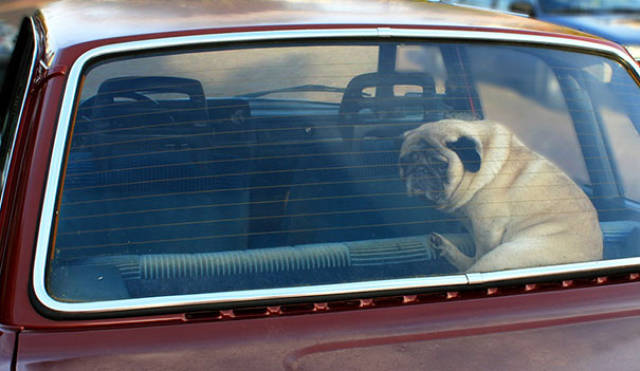 This Is Why You Should NEVER Leave Your Dog In Your Car While It’s Hot Outside!