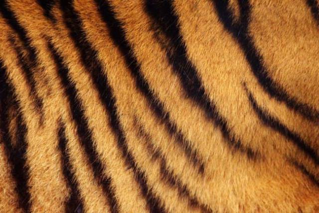 Nobody Really Knew What Was Hidden Under Tiger’s Striped Fur. Up Until Now