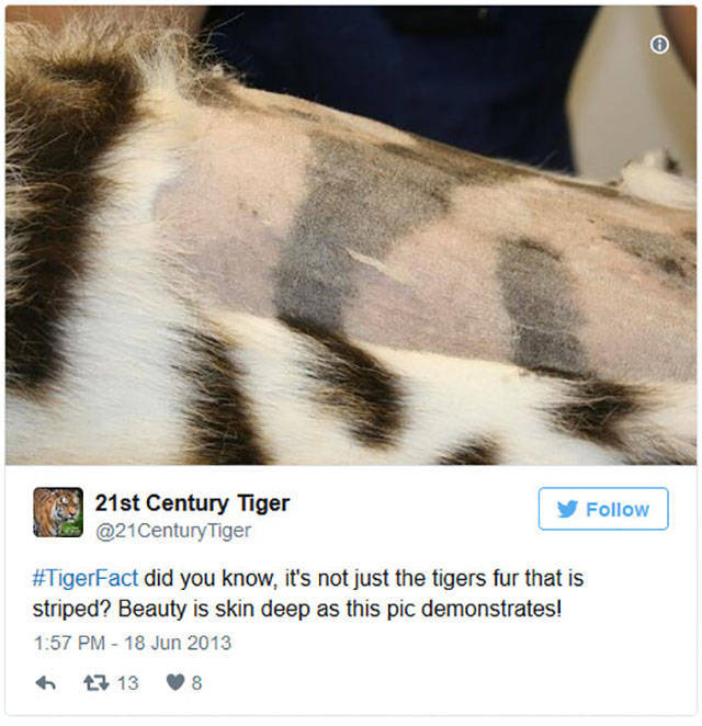 Nobody Really Knew What Was Hidden Under Tiger’s Striped Fur. Up Until Now