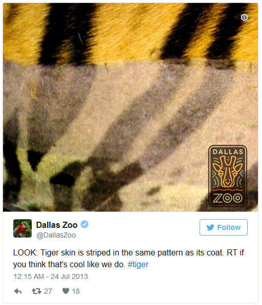 Nobody Really Knew What Was Hidden Under Tiger’s Striped Fur. Up Until Now