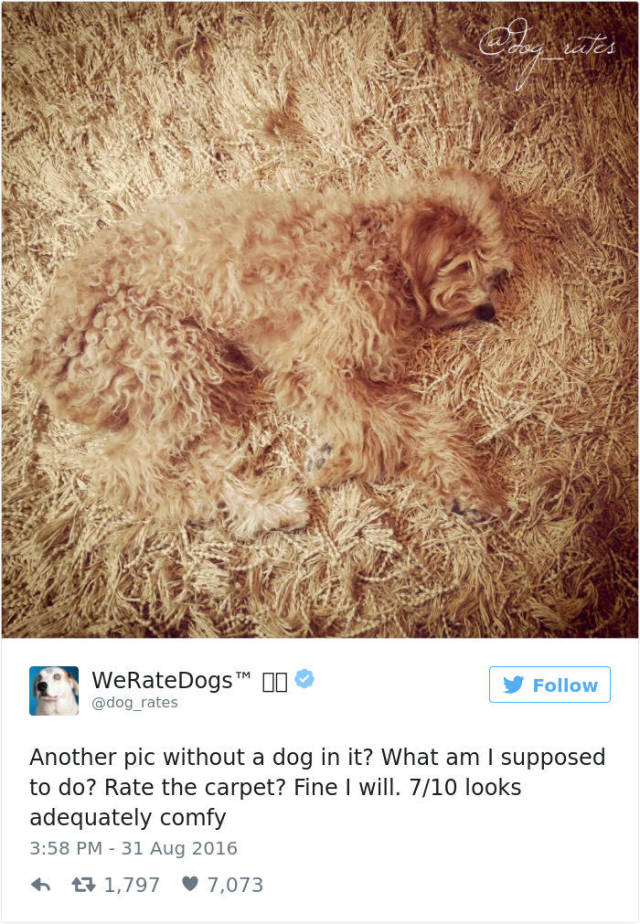 This Twitter Account Rates Dogs… But People Always Manage To Fail With Sending Them Dog Pics…