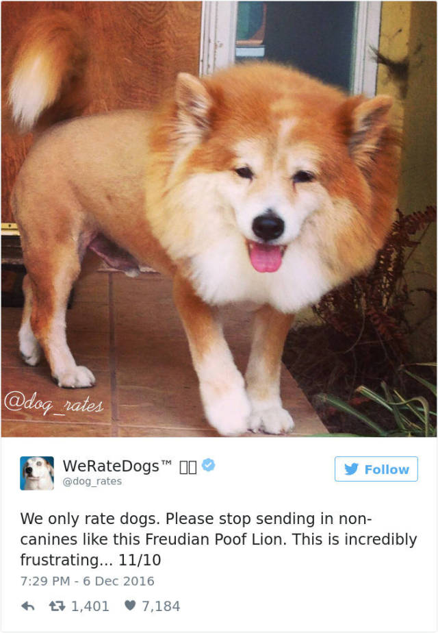 This Twitter Account Rates Dogs… But People Always Manage To Fail With Sending Them Dog Pics…
