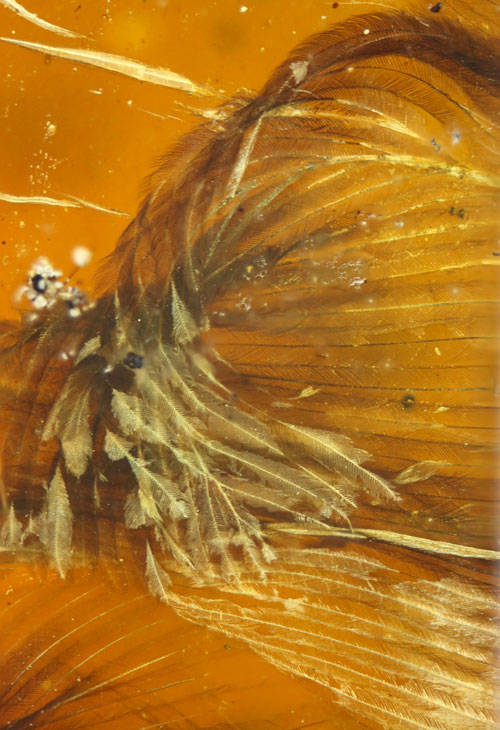 This Newly-Found Fossil Preserved In Amber In A Close To Perfect State!