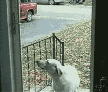 Glass Doors Is Like Inevitable Doom For Some People And Animals