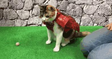 Yes, This Is Samurai Armor For Dogs And Cats – Now You Have Seen Everything