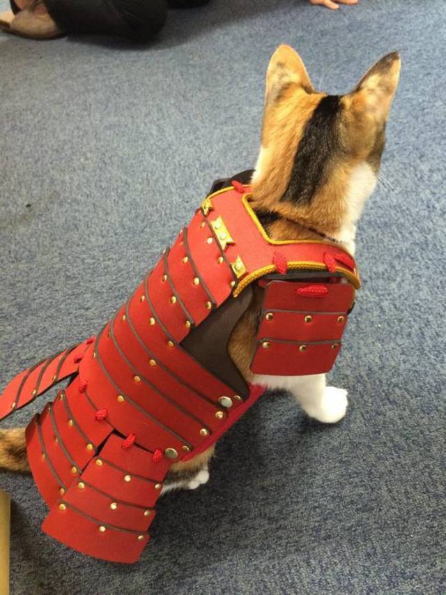 Yes, This Is Samurai Armor For Dogs And Cats – Now You Have Seen Everything