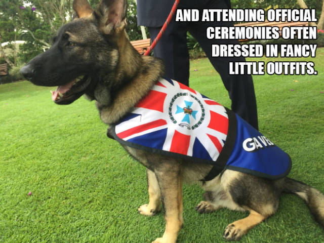 This Dog Was Fired From Police Service For A Reason That Found Him An Even Better Job