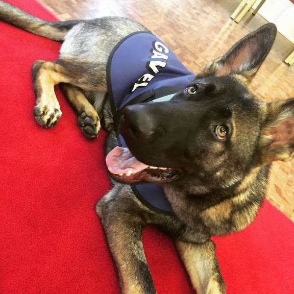 This Dog Was Fired From Police Service For A Reason That Found Him An Even Better Job