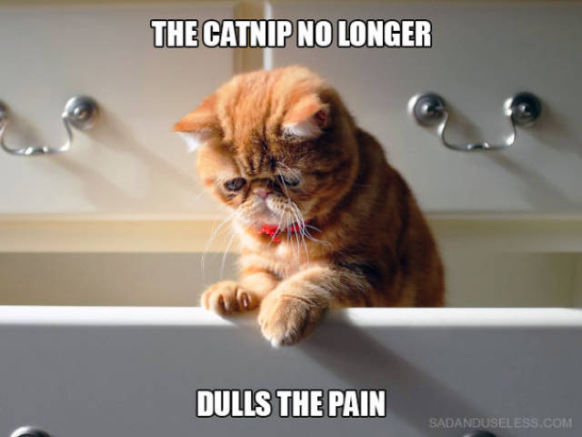 Cats Have Serious Problems Too, And We Have To Acknowledge Them!
