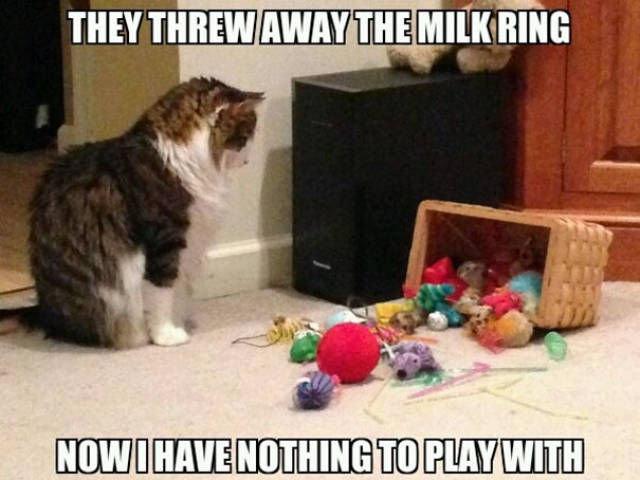 Cats Have Serious Problems Too, And We Have To Acknowledge Them!