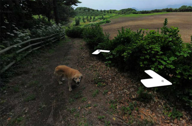 This Korean Dog Managed To Completely Photobomb Google’s Street Viewing