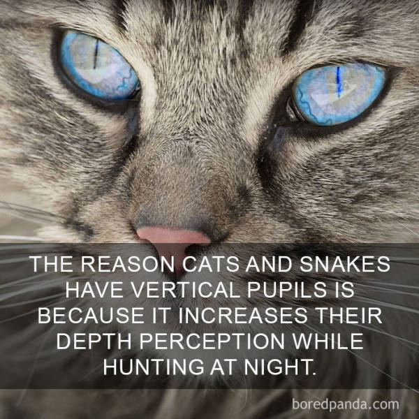 Cats Are So Interesting – There Are Even Facts About Them