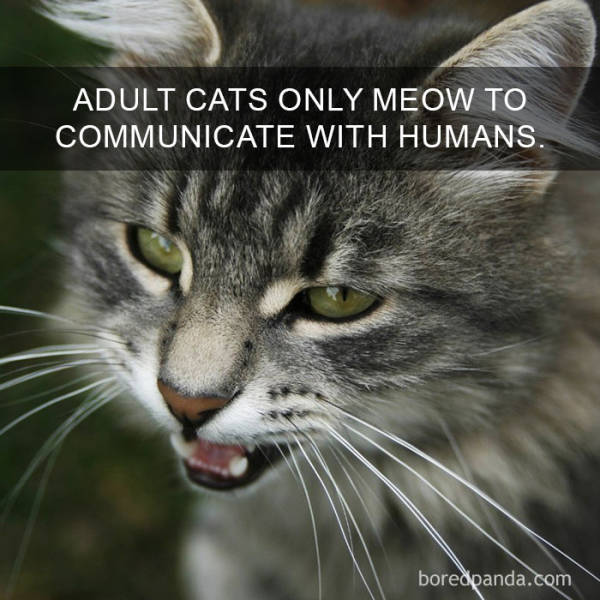 Cats Are So Interesting – There Are Even Facts About Them
