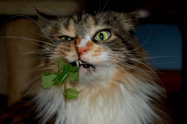 Catnip, Or How Cats Get Stoned