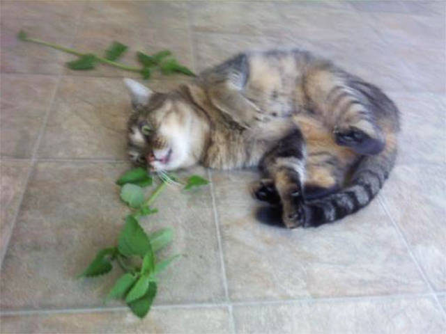 Catnip, Or How Cats Get Stoned