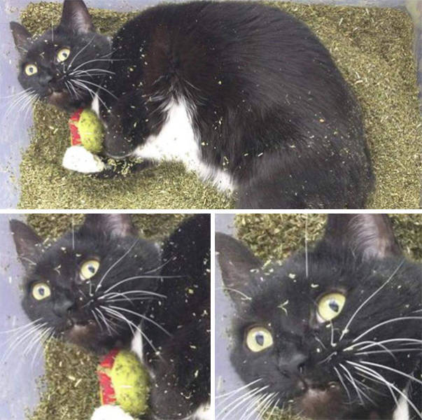 Catnip, Or How Cats Get Stoned