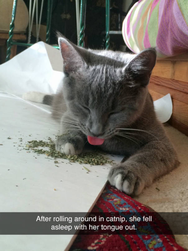 Catnip, Or How Cats Get Stoned