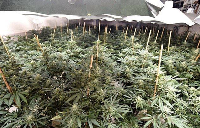 This Abandoned Nuclear Bunker Held A Multimillion Cannabis Factory