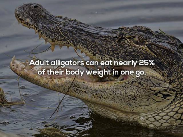 You’d Do Well Never To Meet An Alligator In The Wild