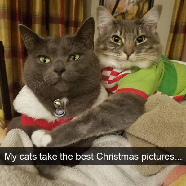 Cats Make The Best Snapchats Possible