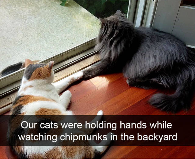 Cats Make The Best Snapchats Possible