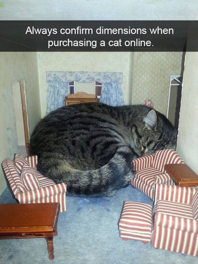 Cats Make The Best Snapchats Possible